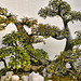 Bonsai Chinese Elm – National Arboretum, Washington DC