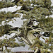 Bonsai Japanese Needle Juniper – National Arboretum, Washington DC