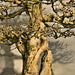 Bonsai Pomegranate Tree – National Arboretum, Washington DC