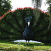 Largest peacock..