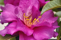 Bonsai Camellia Flower – National Arboretum, Washington D.C.
