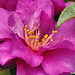Bonsai Camellia Flower – National Arboretum, Washington D.C.