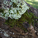 Lichen on the bark