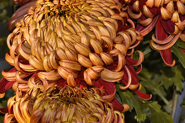 St-Tropez Chrysanthemum – National Arboretum, Washington DC