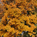 The Canonical Golden Leaves Shot – National Arboretum, Washington DC