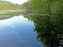 l'étang du Lieschbach : la libellule