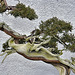 Bonsai Sargent's Juniper – National Arboretum, Washington DC
