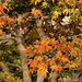 Bonsai Japanese Maples – National Arboretum, Washington DC