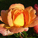Les roses de mon jardin refleurissent