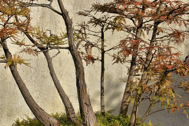 Bonsai Bald Cypress – National Arboretum, Washington DC