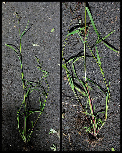 Echinochloa crus-galli Echinochloa crus-galli