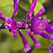 Salvia Vanhouttei 'Caroline' – National Arboretum, Washington DC