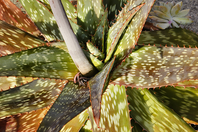 Soap Aloe – National Arboretum, Washington DC