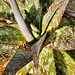 Soap Aloe – National Arboretum, Washington DC