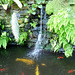Waterfall and Fish