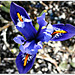 Iris reticulata