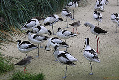 20100902 7862Aw [D~ST] Säbelschnäbler (Recurvirostra avosetta), Stelzenläufer (Himantopus himantopus), Rotschenkel (Tringa totanus), Naturzoo Rheine