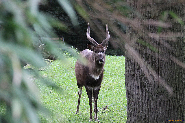 20100902 7869Aw [D~ST] Sitatunga-Antilope (Tragelaphus spekei), Zoo Rheine
