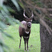 20100902 7869Aw [D~ST] Sitatunga-Antilope (Tragelaphus spekei), Zoo Rheine