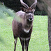 20100902 7870Aw [D~ST] Sitatunga-Antilope (Tragelaphus spekei), Zoo Rheine