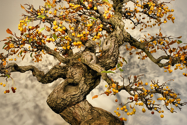 Bonsai Toringo Crabapple – National Arboretum, Washington DC