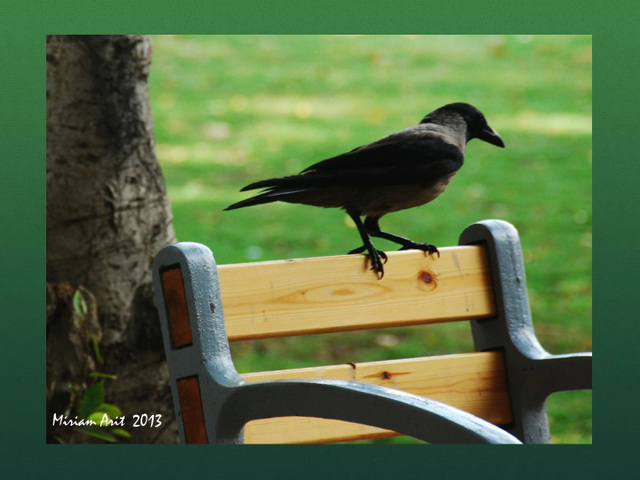 A crow in the park..