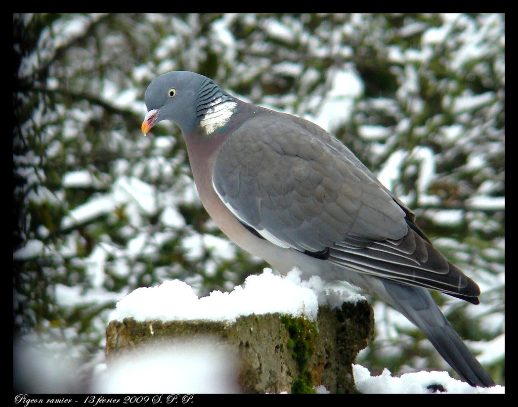 Pigeon ramier DSC05956