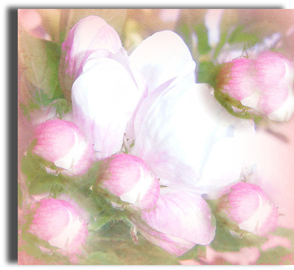 fleurs de pommiers
