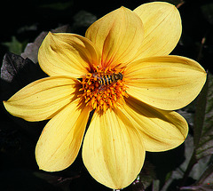 On a yellow flower