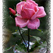 beautiful rose (pip)
