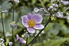 "Prince Henry" Anemone – Flowery Brook Garden, Montréal Botanical Garden