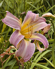 "Orchid Corsage" Daylily – Flowery Brook Garden, Montréal Botanical Garden