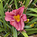 Rosy Return Daylily – Flowery Brook Garden, Montréal Botanical Garden