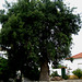 A-dos-Ruivos, old ash tree (1)
