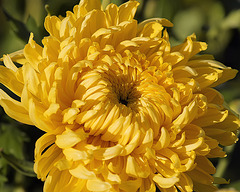 Yellow Chrysanthemum – National Arboretum, Washington DC