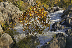 Falling Leaves, Falling Water – Great Falls, Maryland