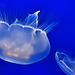 Moon Jellyfish – Aquarium, Vancouver, B.C.