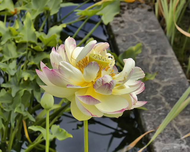 Pink and Yellow Water Lily – Montréal Botanical Garden