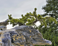 Scotch Pine on the Rocks – Chinese Garden, Montréal Botanical Garden