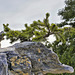 Scotch Pine on the Rocks – Chinese Garden, Montréal Botanical Garden