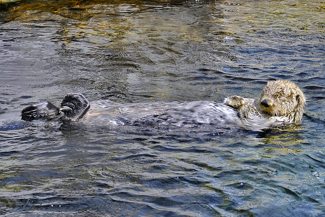 Sea Otter – Aquarium, Vancouver, B.C.