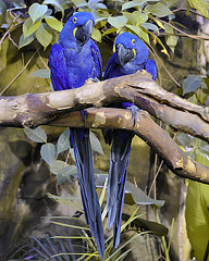 Hyacinth Macaws – Aquarium, Vancouver, B.C.