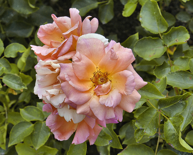 Pink Rose – Montréal Botanical Garden
