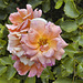 Pink Rose – Montréal Botanical Garden