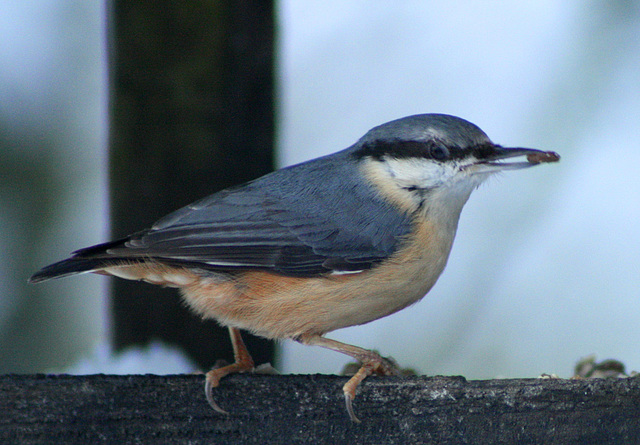 Nuthatch lunch time