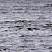 20100919 8152Aw [D~NVP] Silbermöwe (Larus argentatus), Zingst, Ostsee