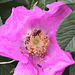 20100919 8161Aw [D~NVP] Rose, Insekt, Zingst, Ostsee
