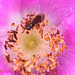 20100919 8162Aw [D~NVP] Rose, Insekt, Zingst, Ostsee