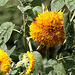 20100919 8167Aw [D~NVP] Sonnenblume, Zingst, Ostsee