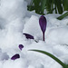 purple crocus in the snow